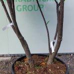 Vavrínovec lekársky (Prunus Laurocerasus) ´NOVITA´ - výška 190-220 cm, kont. C90L (-22°C) VIACKMENNÝ